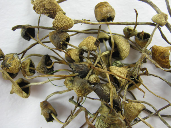 Buy Liberty Cap Mushrooms Canada