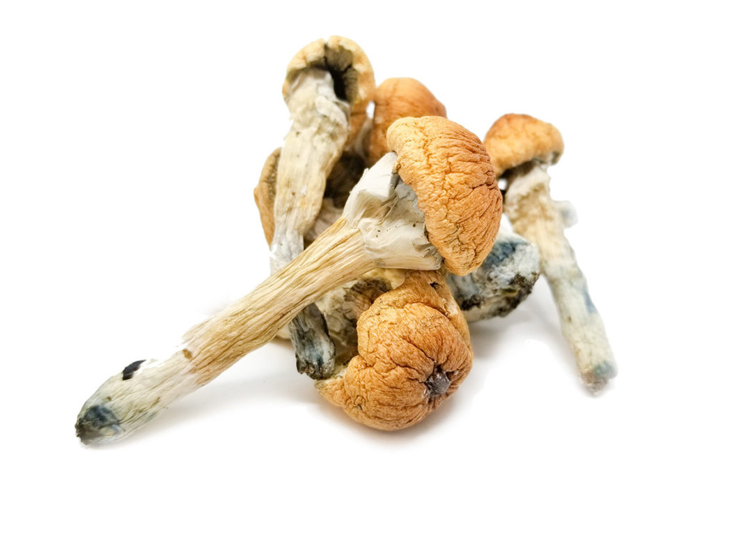 Buy Penis Envy Shrooms Canada